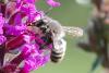 Megachile sp.